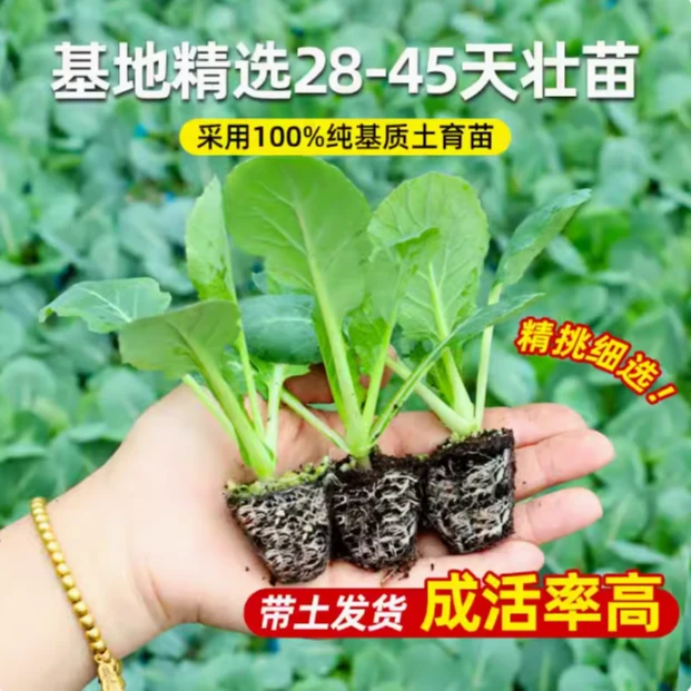 耐寒蔬菜苗西蓝花甘蓝包菜红菜苔乌塌菜松花菜苗莴笋大白菜芹菜苗