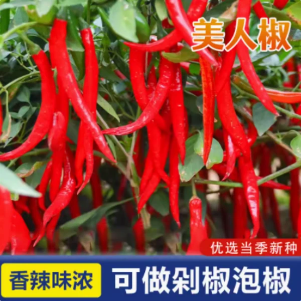 四季蔬菜苗美人椒辣椒苗秧苗香辣美人椒辣椒树摘不败美人椒种籽孑