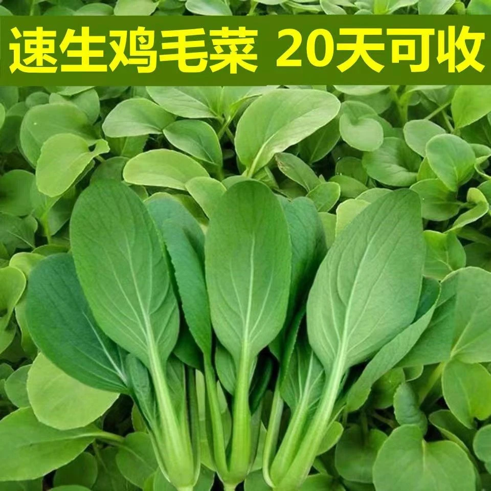 鸡毛菜种子速生菜种籽小白菜青菜种子菜籽25天可收货大