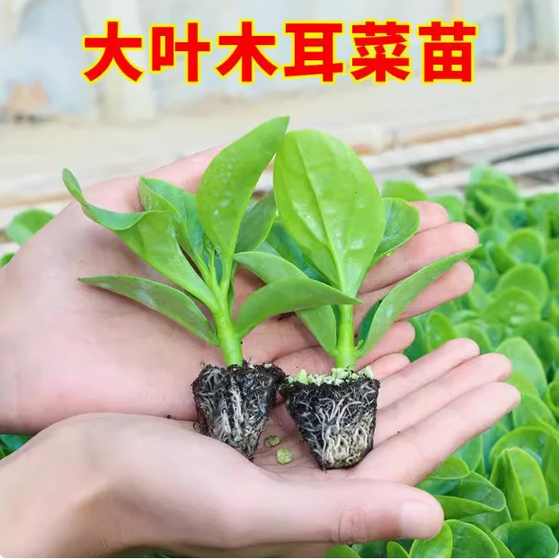 四季秧苗特大圆叶木耳菜阳台盆栽多次采摘春秋种蔬菜种子木耳菜苗