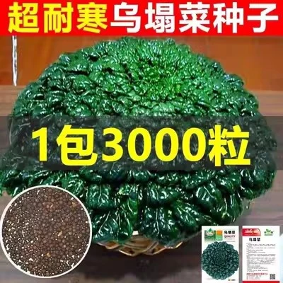 乌塌菜种孑特耐寒越冬蔬菜小八叶塌菜种籽秋冬菊花菜种