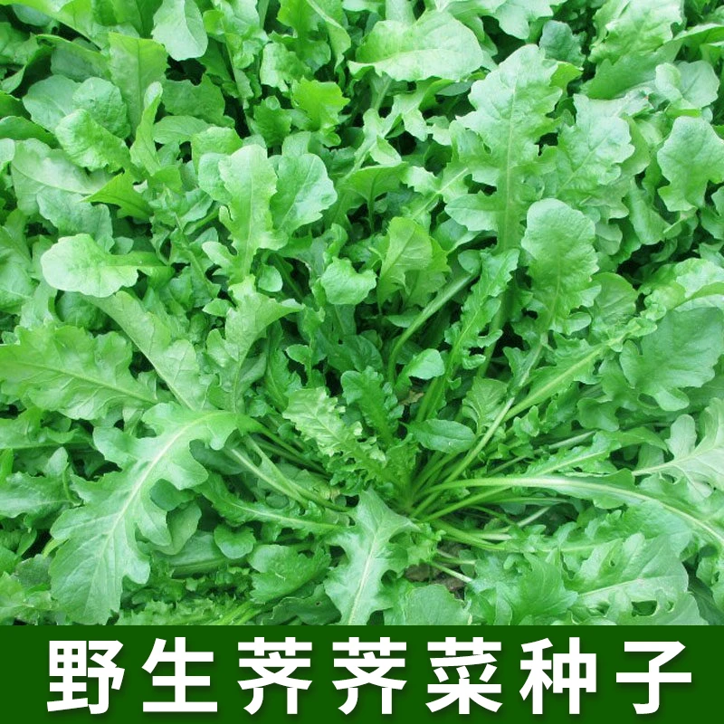 野生荠荠菜种子农家春播大叶春野菜种籽食用盆栽荠菜种孑青菜种籽