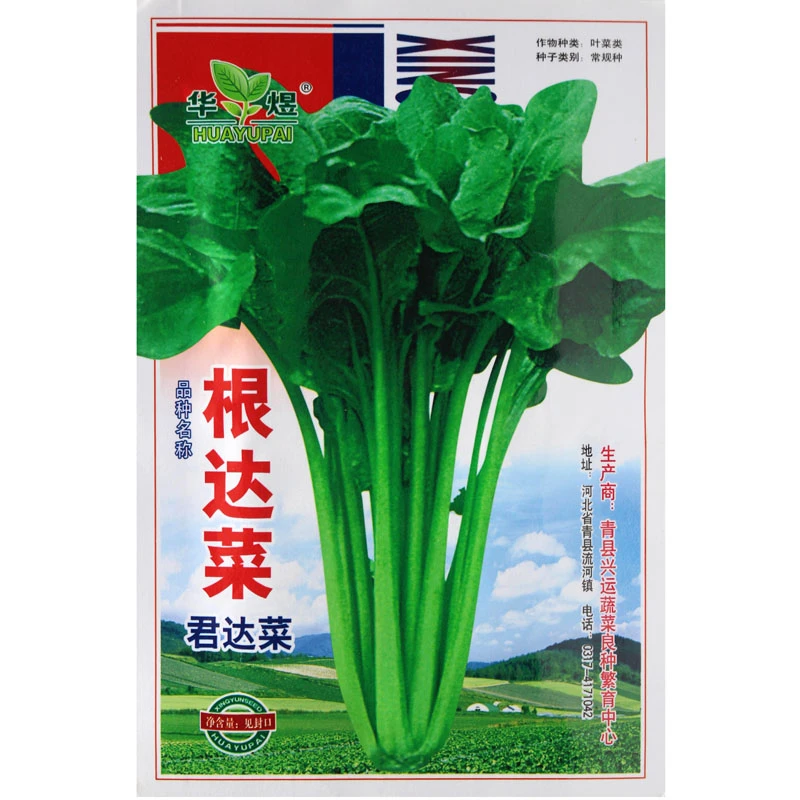 阳台种菜 蔬菜种子 根达菜种子 牛皮菜 莙荙菜 君达菜 易种四季播