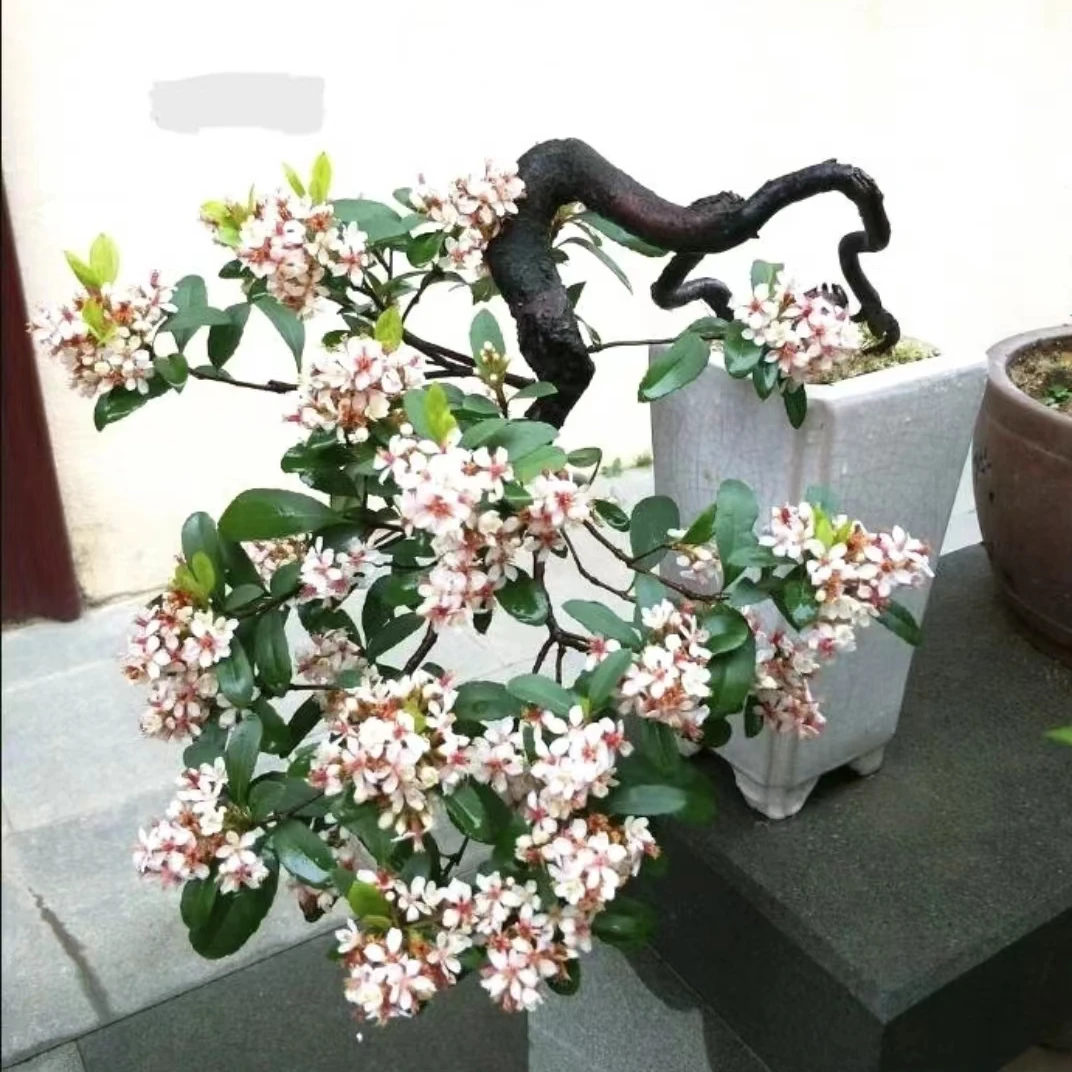 海岛栀子花，春花