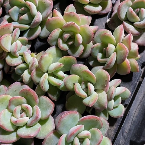 2颗一组小泡芙带土