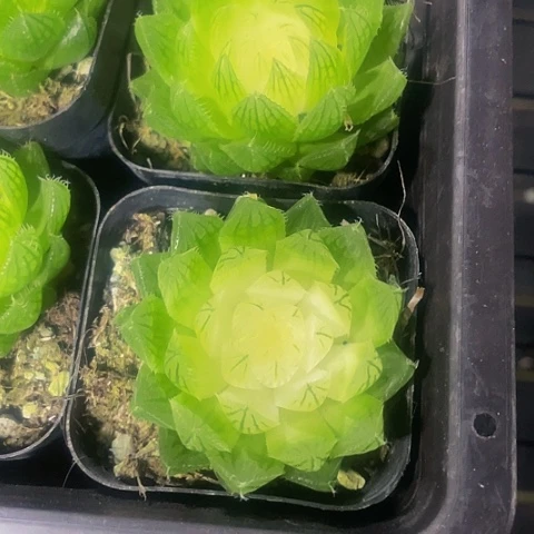 宝莲灯玉露5.8带盆土发