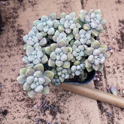 姬秋丽群2.8带盆土