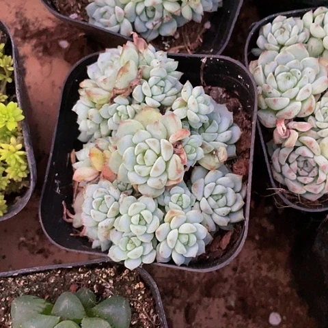 小粉梅群2.8带盆土