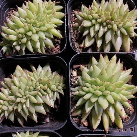 虎鲸缀化2.8带盆土