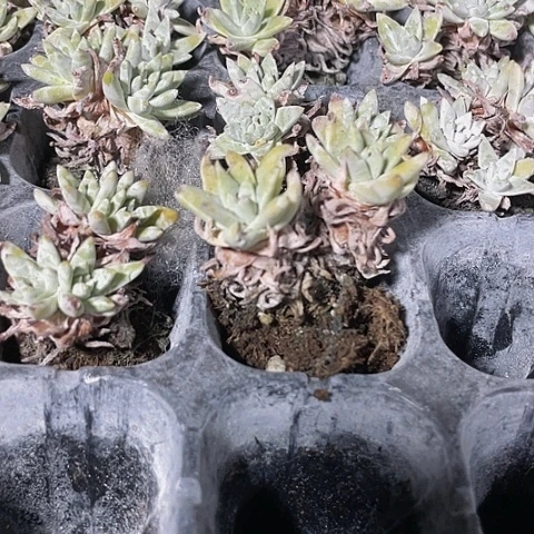 2颗一组小白菊群