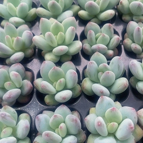 2颗一组小彩虹奶