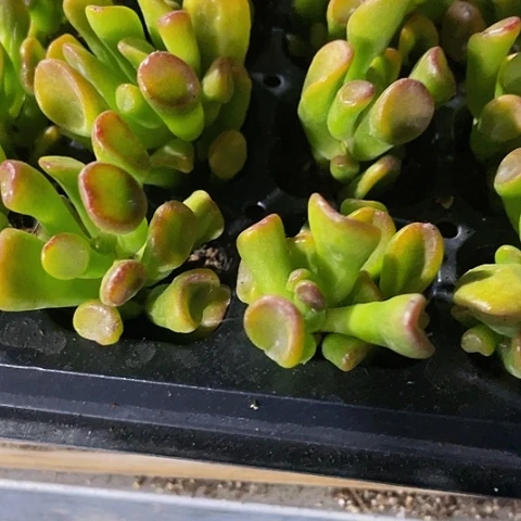 2颗一组小西财树
