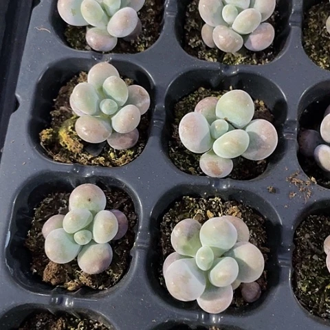 2颗一组小奶酪带土