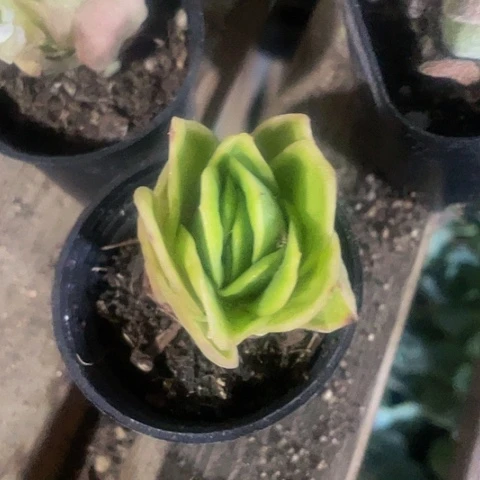 冰玫瑰锦3.8带盆土