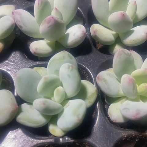 2颗一组彩虹奶带土