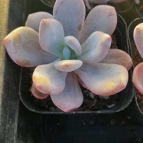 大单头粉兔3.8带盆土