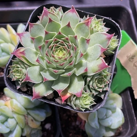观音莲2.3带盆土
