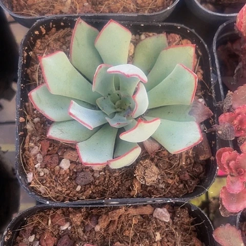 简斯诺娃2.8带盆土