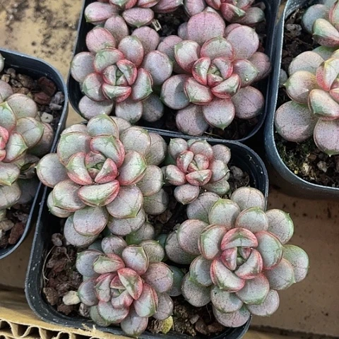 6.5方群葡萄群带盆土