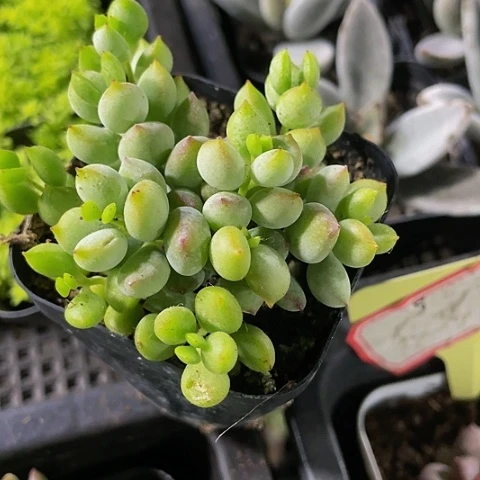 打磨福娘2.8带盆土