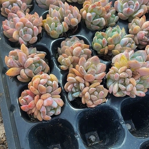 5颗一组小粉橙带土