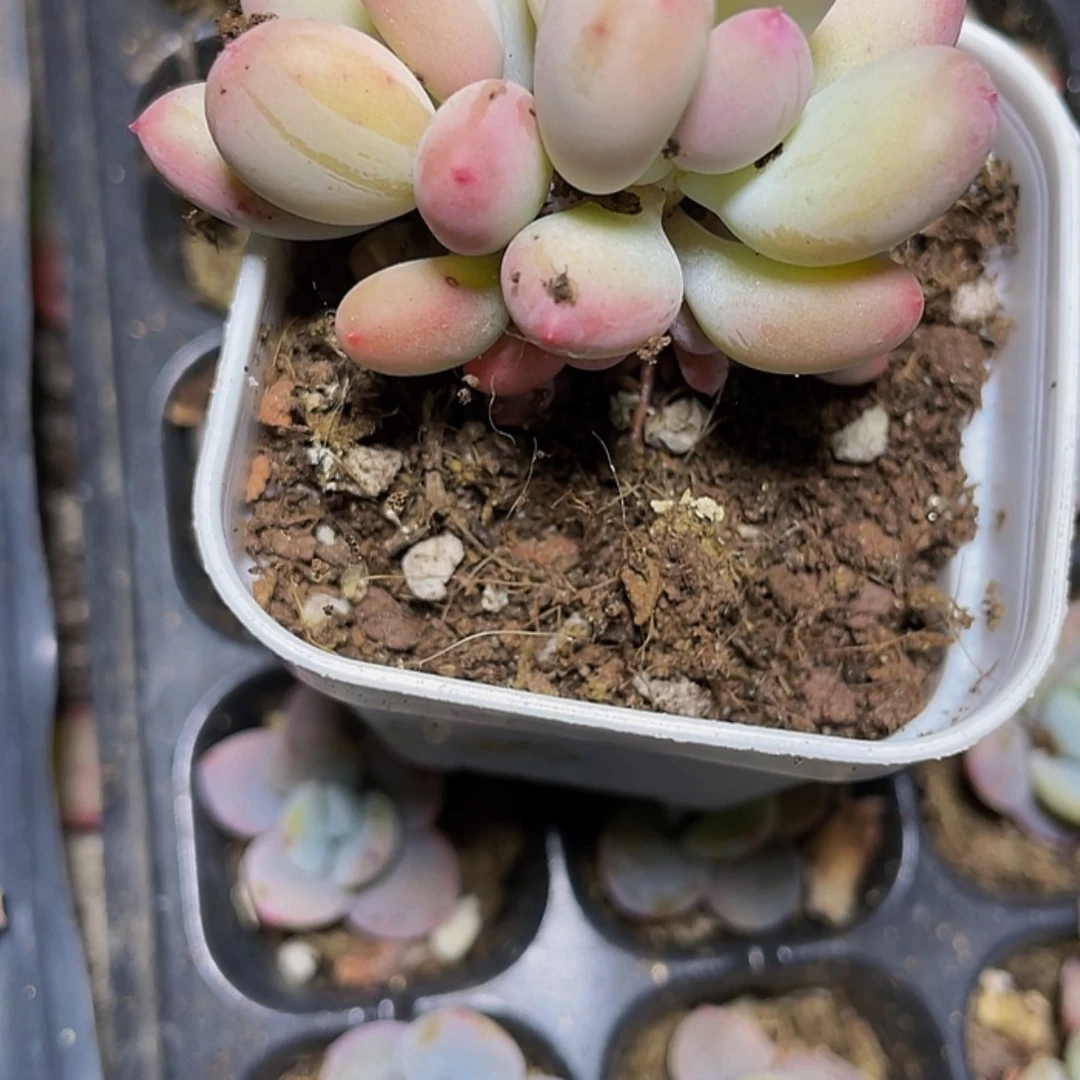 【闪购商品】双头的苹果奶