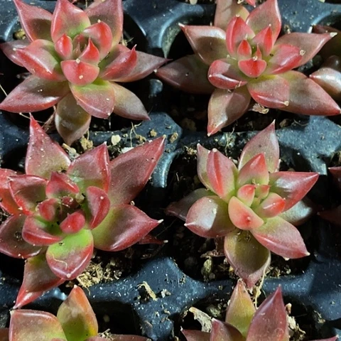 2颗一组佛兰克带土