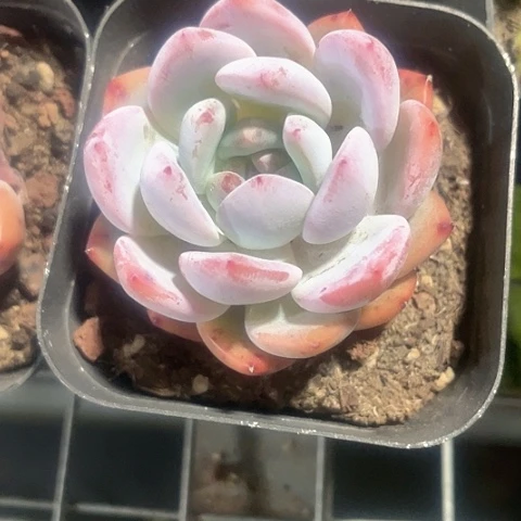 血橙3.8带盆土发