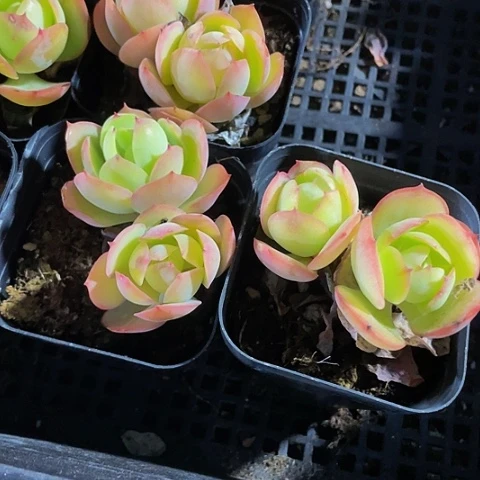 双头碧桃3.8带盆土