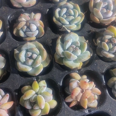 3颗一组小紫皮星影