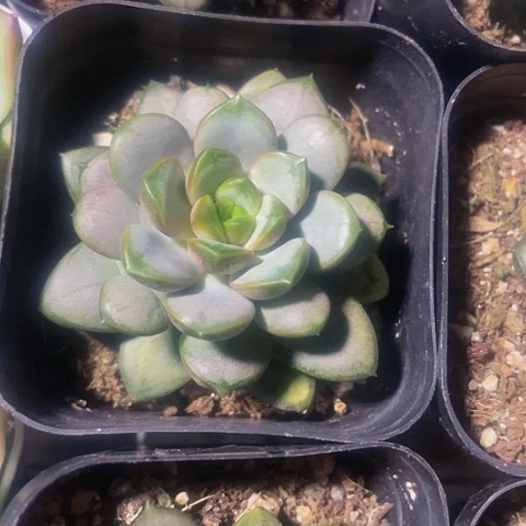 葡萄2.8带盆土发