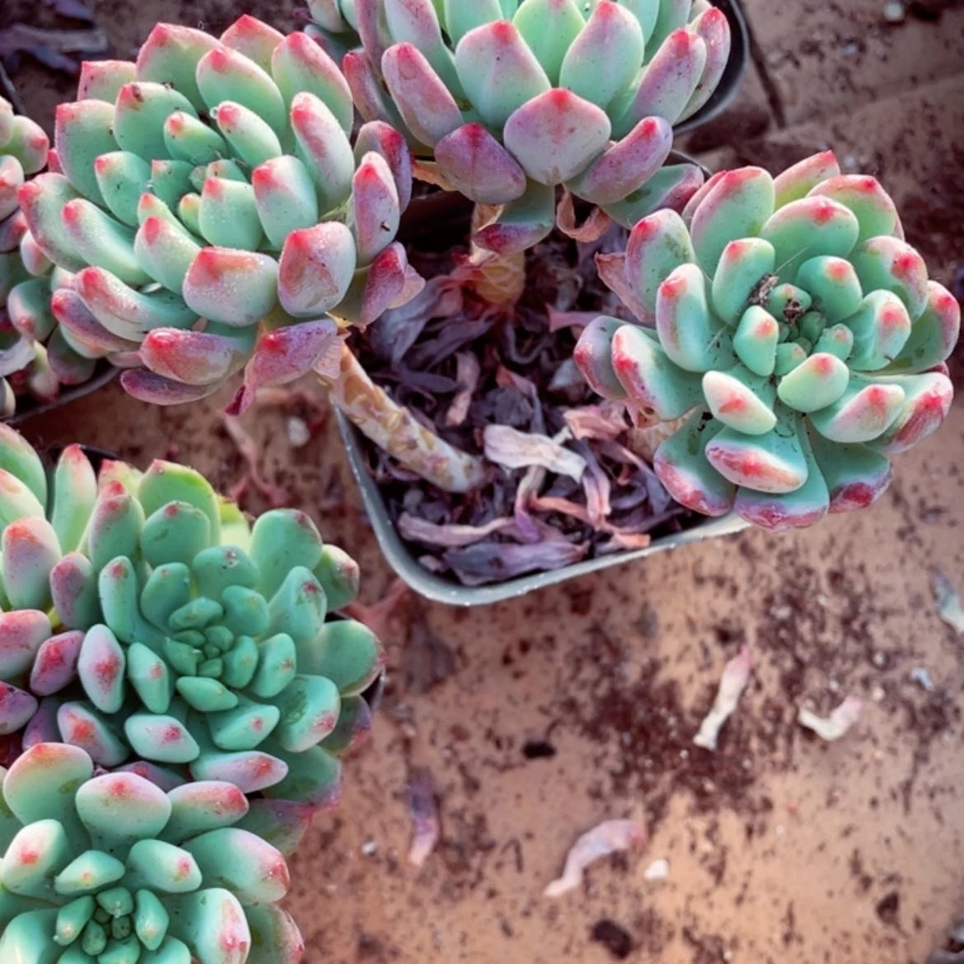 【闪购商品】烂苹果群