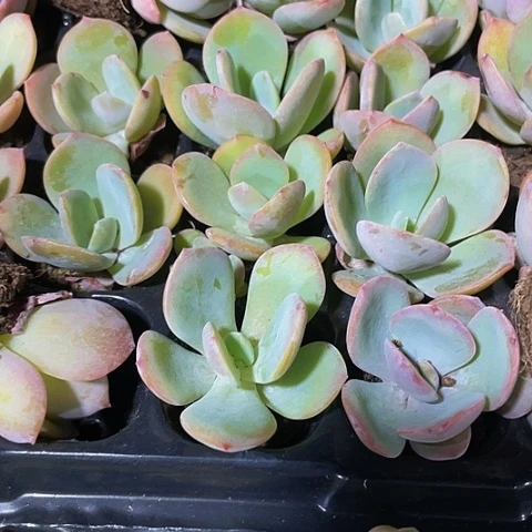 2颗一组小奶茶带土