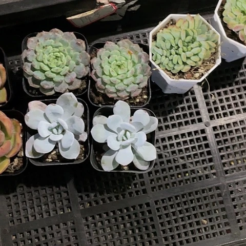 黄***姐14号筐一组定向组合