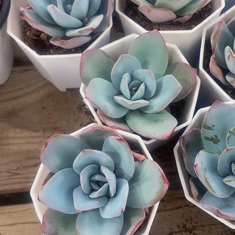 八角盆布鲁蓝3.8带盆