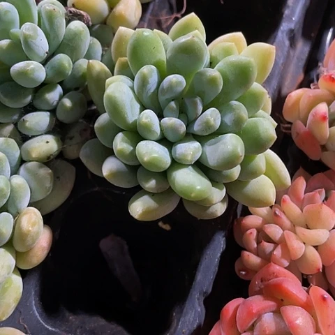 灯美人1.5带土发