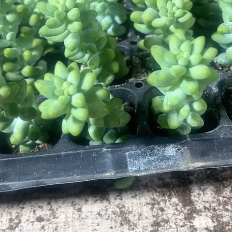 2颗一组小玉坠带土