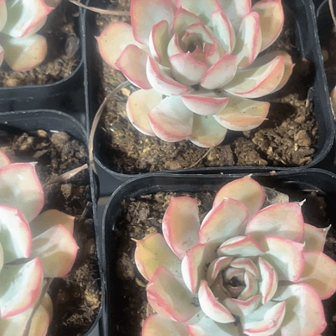 非欧哪2.8带盆土