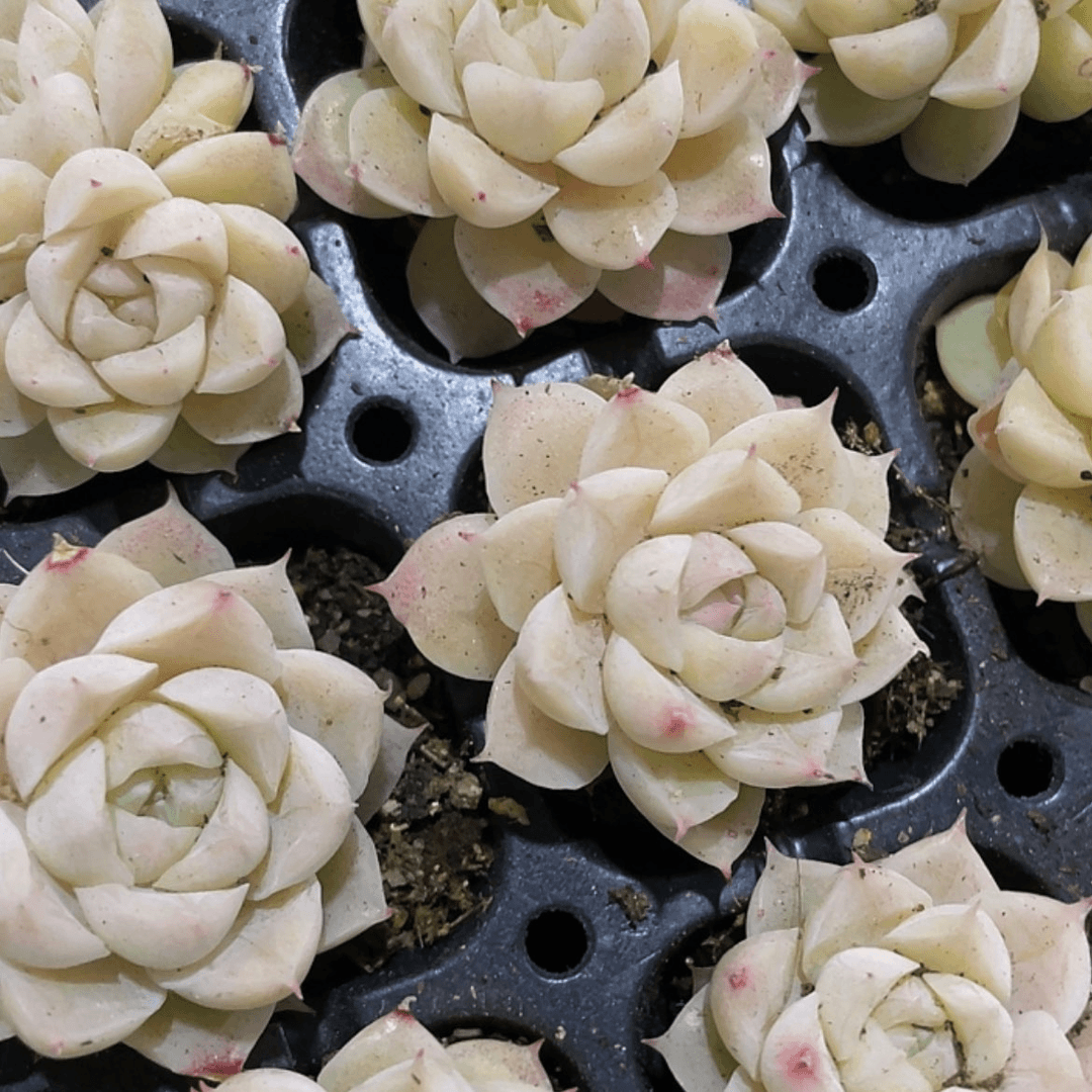 【闪购商品】白天鹅