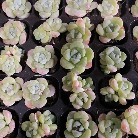 2颗一组小冰玉处理