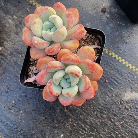 双头7方大花瓣路带盆