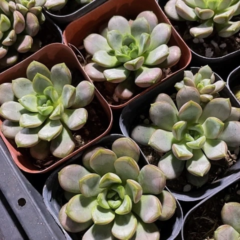 单头葡萄2.8带盆土