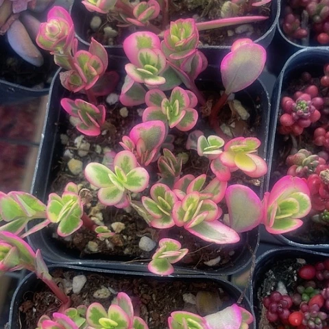 太阳花锦2.8带盆土