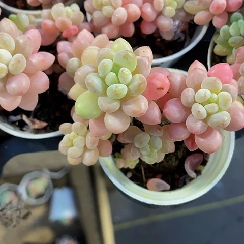 鱼子酱5.8带盆土