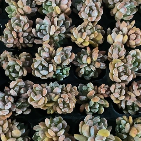 5颗一组小粉橙带土
