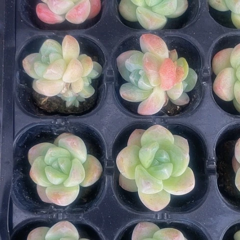 2颗一组小奶油冰玉