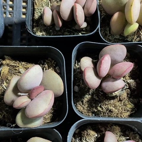 红蛋9.9带盆土发