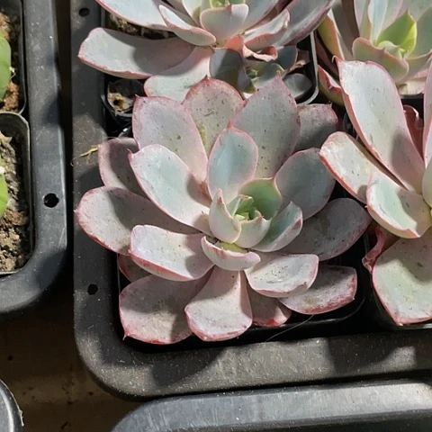 大赫拉2.8带盆土