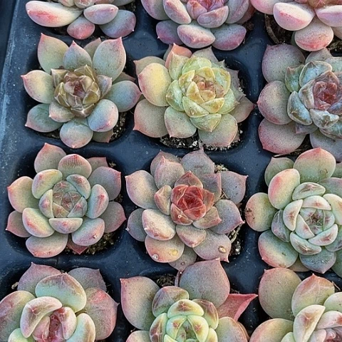 2颗一组小糖心带土发