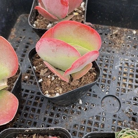 小唐印2.8带盆土发